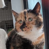 Photo of Squirrel **2nd Chance Cat Rescue**