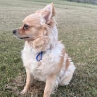 Photo of Barry   16 Month Old Pomeranian X
