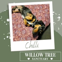 Photo of Chilli