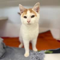 Photo of Gideon