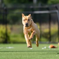 Photo of Scooby Imp 960