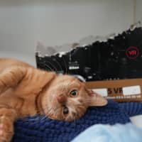 Photo of Cheese Supreme