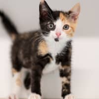 Photo of Peach