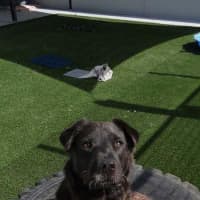 Photo of Bruno