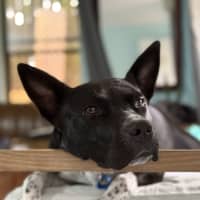 Photo of Oreo