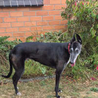 Photo of Vinnie