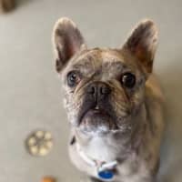 Photo of Aster