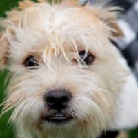 Photo of Romeo