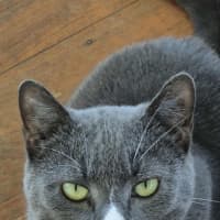 Photo of Butternut