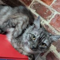 Photo of Indy