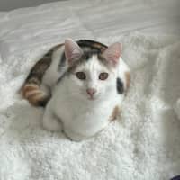 Photo of Sugar