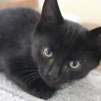 Photo of Frankie   9 Week Old Dsh