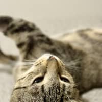 Photo of Luna *9 Lives Project Rescue*