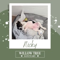 Photo of Nicky