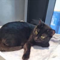 Photo of Mavis