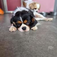 Photo of Nikita