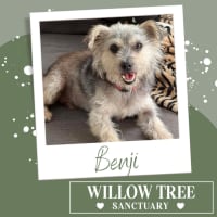 Photo of Benji