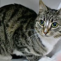 Photo of Meringue