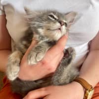 Photo of Marshmallow