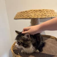 Photo of Gizmo Meet Me@Petstock Hastings Store