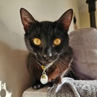 Photo of Perdie