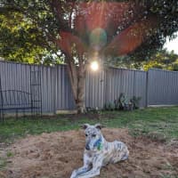 Photo of Luna, The 2 Year Old Greyhound