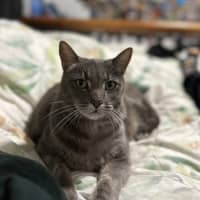 Photo of Donut
