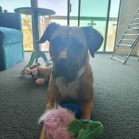 Photo of Delilah