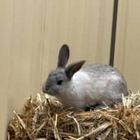 Photo of Jasmine And Josie