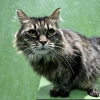 Photo of Fifi