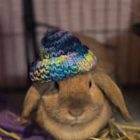Photo of Bunbuns