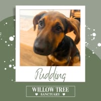 Photo of Pudding 