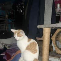 Photo of Jinge