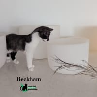 Photo of Beckham