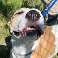 Photo of Piper (6999)