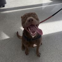Photo of Frankie