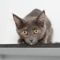 Photo of Tiara