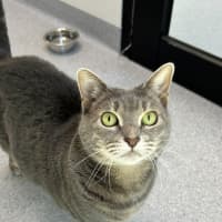 Photo of Lady