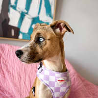 Photo of Violet