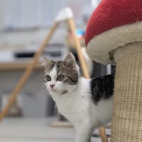 Photo of 🧵 Fyfe 6049 🧵