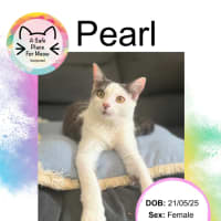 Photo of Pearl