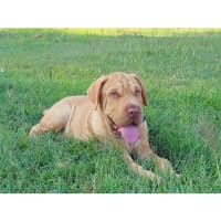 Photo of Hurley *$350 Adoption Fee*