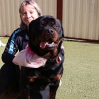 Photo of Sumo The Sun Bear