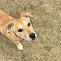 Photo of Kelly   5 Month Old Ridgeback X