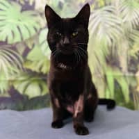 Photo of Desdemona Salem   Located In Preston