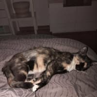 Photo of Callie
