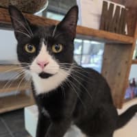 Photo of Momo