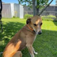 Photo of Banjo Kazooie