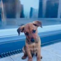 Photo of Rudy   9 Week Old Kelpie X