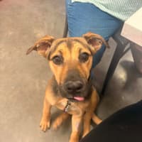 Photo of Lacey